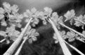 Infrared by Vallarie Enriquez Palms